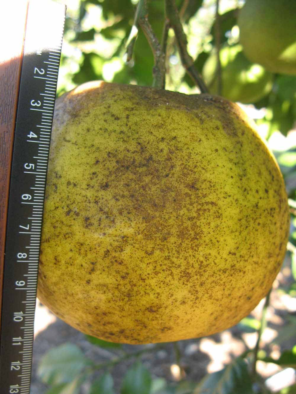              Fruit (Winter Haven, FL)       